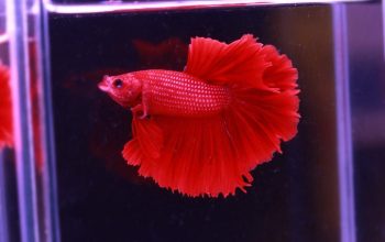 Glo-Fish-Tetra-Red